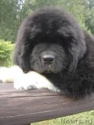 Превью фото № 133355