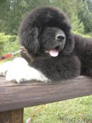 Превью фото № 133356