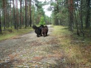 Превью фото № 133368