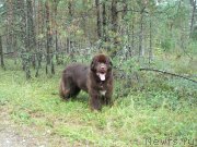 Превью фото № 133369