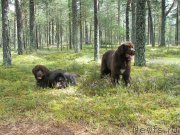 Превью фото № 133370