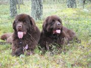 Превью фото № 133372