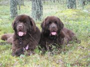 Превью фото № 133373