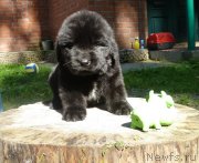 Превью фото № 133458