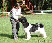 Превью фото № 133464