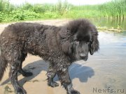 Превью фото № 133501