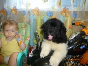 Превью фото № 133533