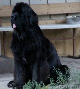 Превью фото № 133544