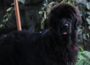 Превью фото № 133545