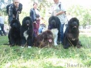 Превью фото № 133572