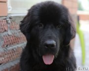 Превью фото № 133643