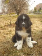 Превью фото № 133718