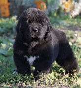 Превью фото № 133790