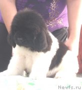 Превью фото № 133796