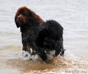 Превью фото № 133800