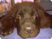 Превью фото № 133823