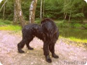 Превью фото № 133825