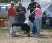 Превью фото № 133866