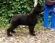 Превью фото № 133871