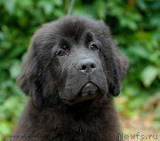 Превью фото № 133873