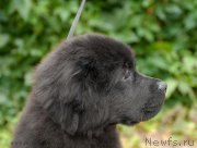 Превью фото № 133874