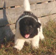 Превью фото № 134020