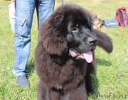 Превью фото № 134046