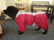 Превью фото № 134081