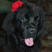 Превью фото № 134095