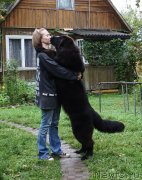 Превью фото № 134100