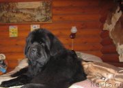 Превью фото № 134110