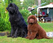 Превью фото № 134163