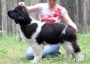 Превью фото № 134173