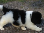 Превью фото № 134175