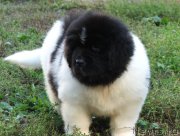 Превью фото № 134182