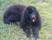 Превью фото № 134185