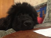 Превью фото № 134190