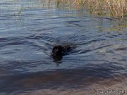 Превью фото № 134191