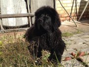 Превью фото № 134193