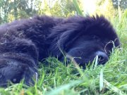 Превью фото № 134194