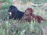 Превью фото № 134202