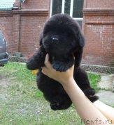 Превью фото № 134221