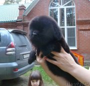 Превью фото № 134228