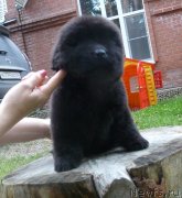 Превью фото № 134229