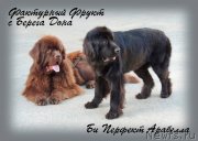 Превью фото № 134255