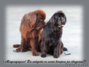 Превью фото № 134256