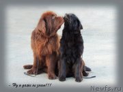 Превью фото № 134258