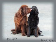 Превью фото № 134259