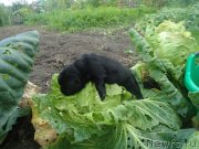 Превью фото № 134318