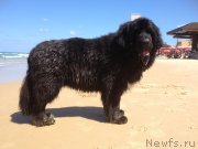 Превью фото № 134374